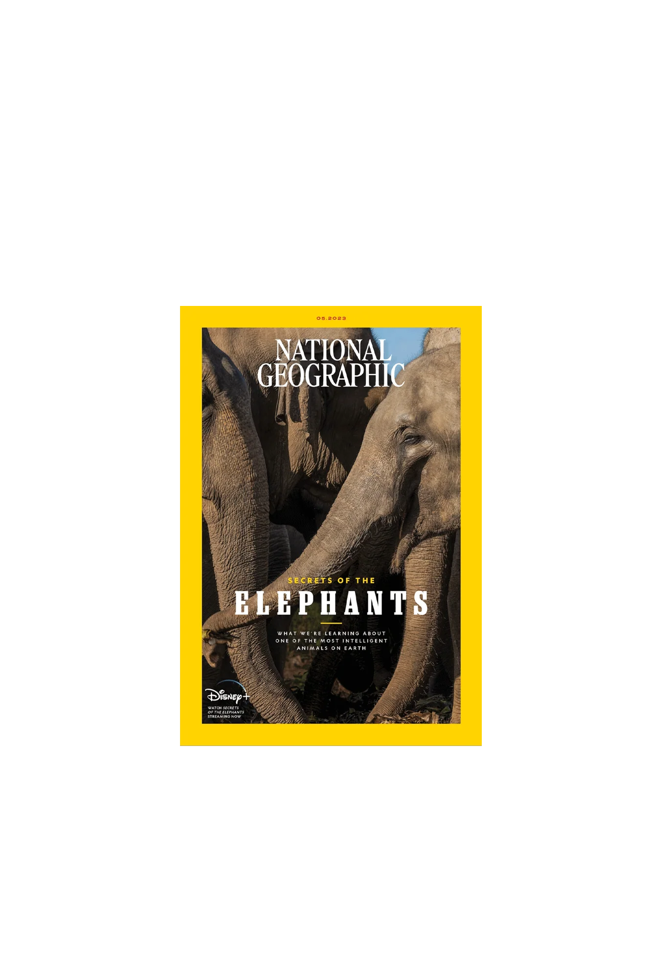 Secrets of The Elephant